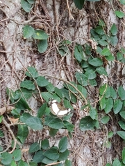 Janatella leucodesma