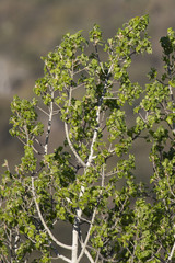 Populus brandegeei