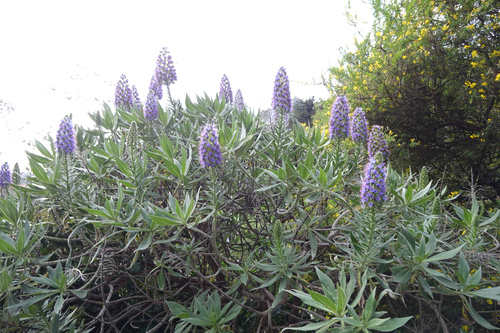 Echium candicans