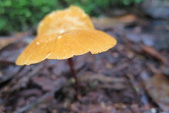 Marasmius cladophyllus