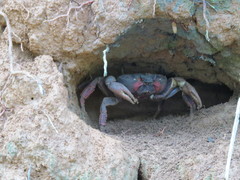 Johngarthia weileri
