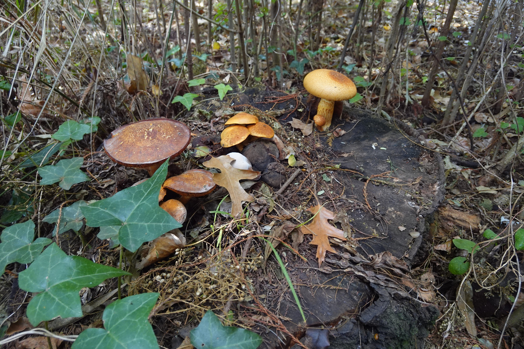 Gymnopilus junonius · April 2026 · photo: © jon_sullivan (iNaturalist, cc-by)