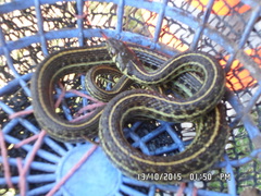 Thamnophis eques