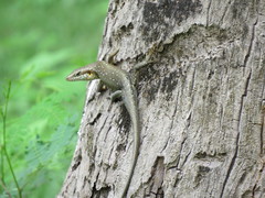 Trachylepis thomensis