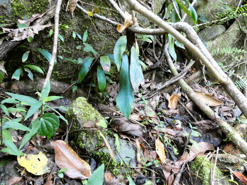 Antrophyum callifolium observed 2026-05-08