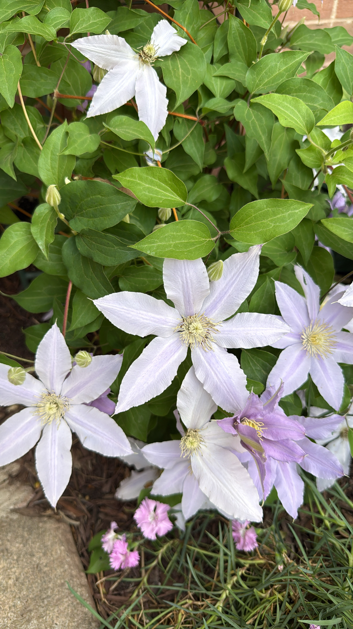 Clematis