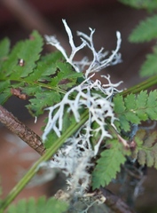 Pseudevernia