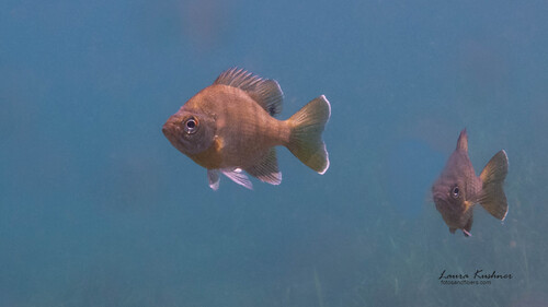 Lepomis macrochirus purpurascens