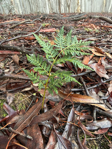 Austral Bracken