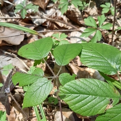 Rubus fruticosus