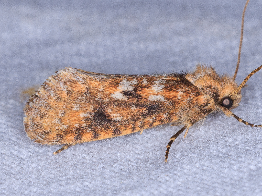 Rusty Grass Tubeworm Moth