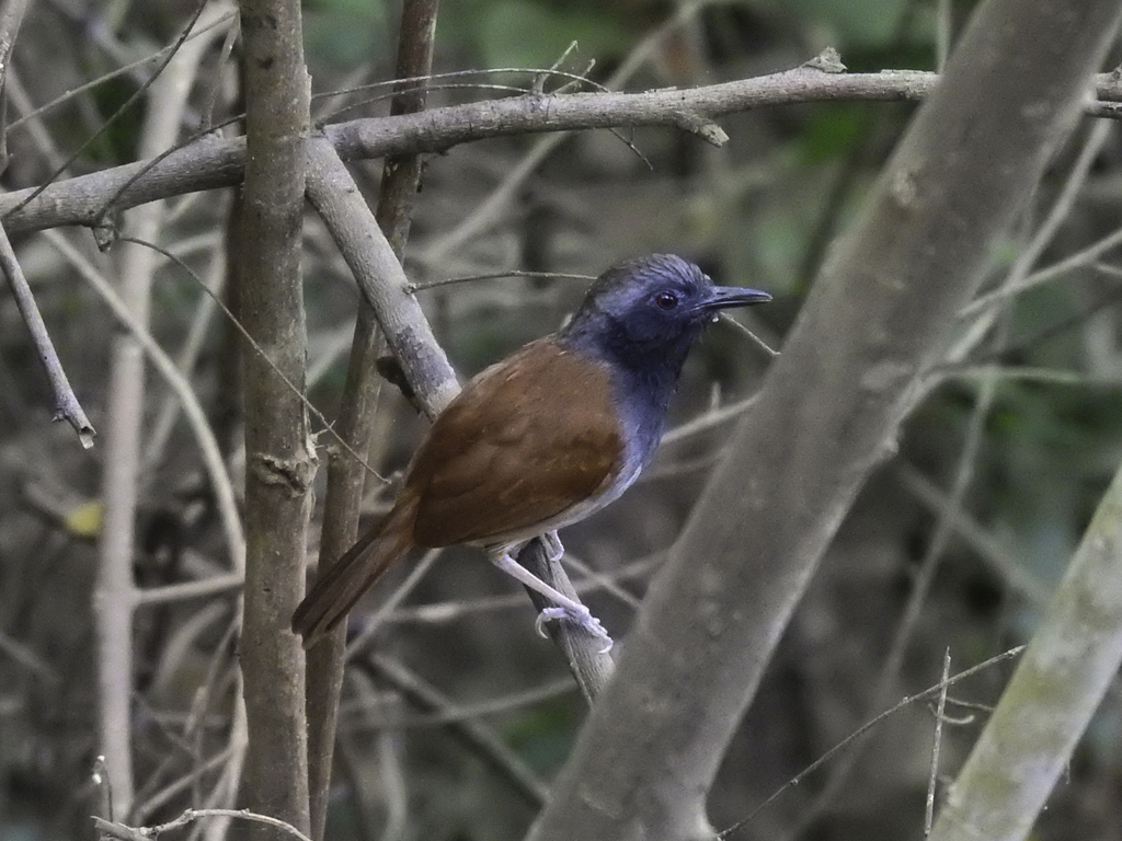 White-Bellied Antbird