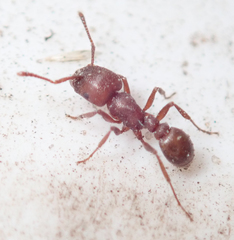 Tetramorium setuliferum