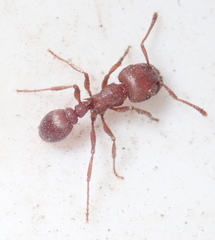 Tetramorium setuliferum