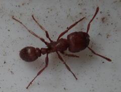 Tetramorium setuliferum