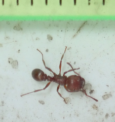Tetramorium setuliferum