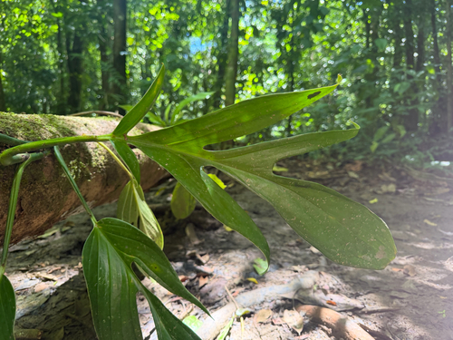 Monstera pinnatipartita, photograph 1