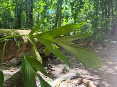 Monstera pinnatipartita, photograph author not stated, no rights reserved