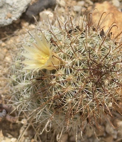 Cochemiea armillata, photograph 3