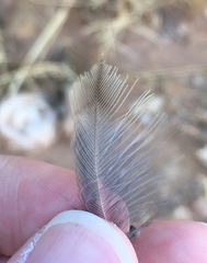 Galerida cristata meridionalis