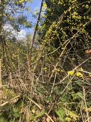 Angiospermae