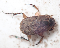 Tiniocellus spinipes