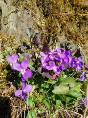 Viola hirta
