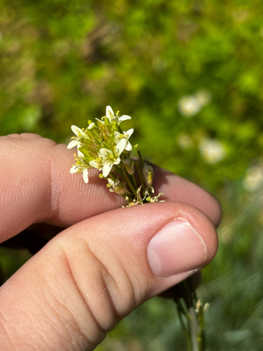Turritis glabra iNat (2)