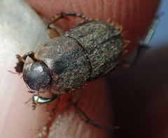 Tiniocellus spinipes