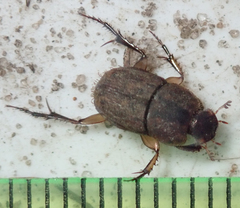 Tiniocellus spinipes