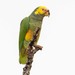 Yellow-faced Parrot - Photo (c) Hudson Martins Soares, some rights reserved (CC BY-NC), uploaded by Hudson Martins Soares