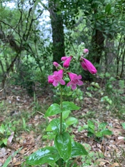 Penstemon triflorus