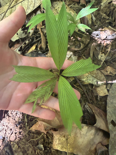 Asterogyne martiana