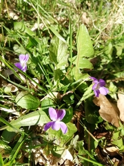 Viola hirta