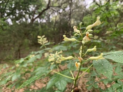 Aesculus pavia flavescens