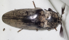 Tetralobus flabellicornis