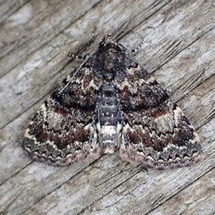 Metalectra richardsi