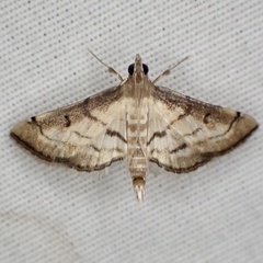 Marasmia cochrusalis