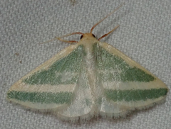 Mixocera frustratoria