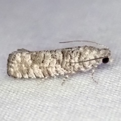 Retinia gemistrigulana