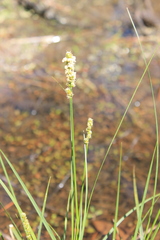 Carex vulpinoidea
