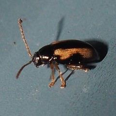 Phyllotreta ochripes