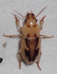 Bradybaenus opulentus