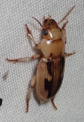 Bradybaenus opulentus