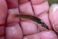 Etheostoma artesiae