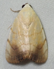 Xanthodes albago