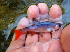 Lythrurus umbratilis