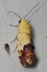 Acontia imitatrix