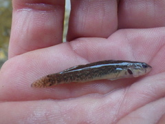 Etheostoma artesiae