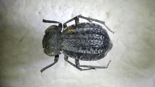Philolithus sordidus